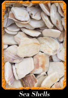 Triexta Ocean Shell Exotics - Tri State Materials